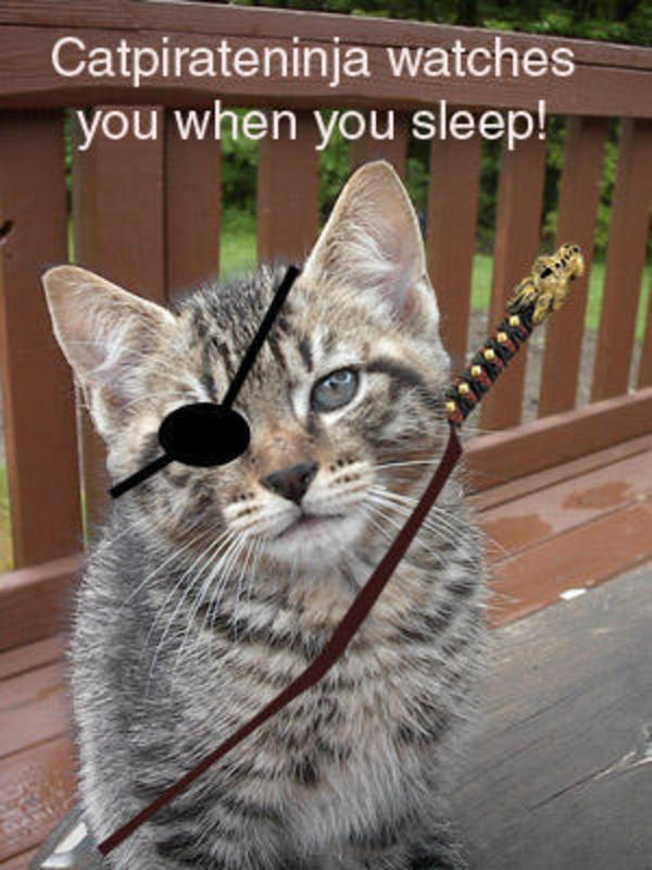 Catpirateninja.jpg