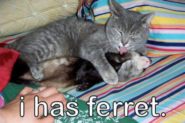 ihasferret.jpg