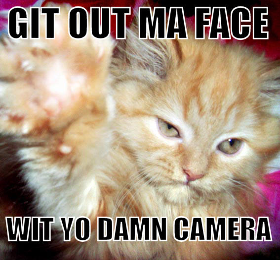 kitty-h8-paparazzi.jpg
