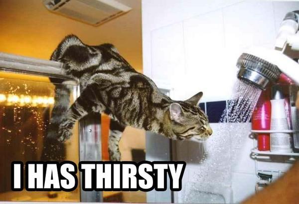 petcatshowerdrinkic5.jpg
