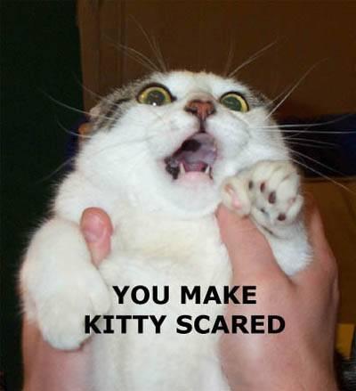 http://www.dropline.net/cats/images/scared_kitty.jpg