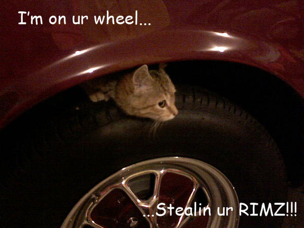wheelcat.jpg