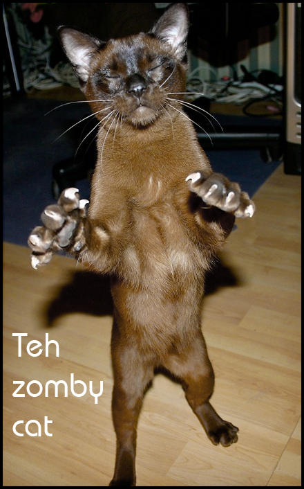 zomby-cat.jpg